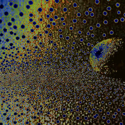The Code Held, The Consensus Didn't: Inside Ethereum's Glamsterdam Finality Failure